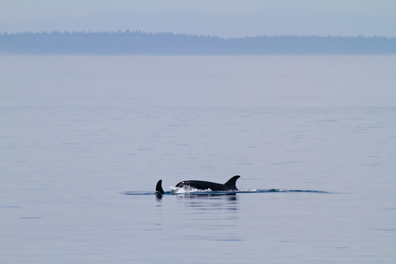 Orcas